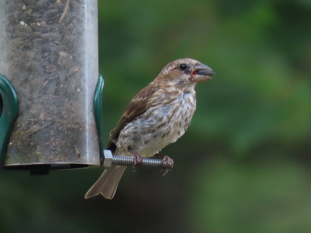 Purple Finch - ML622670071