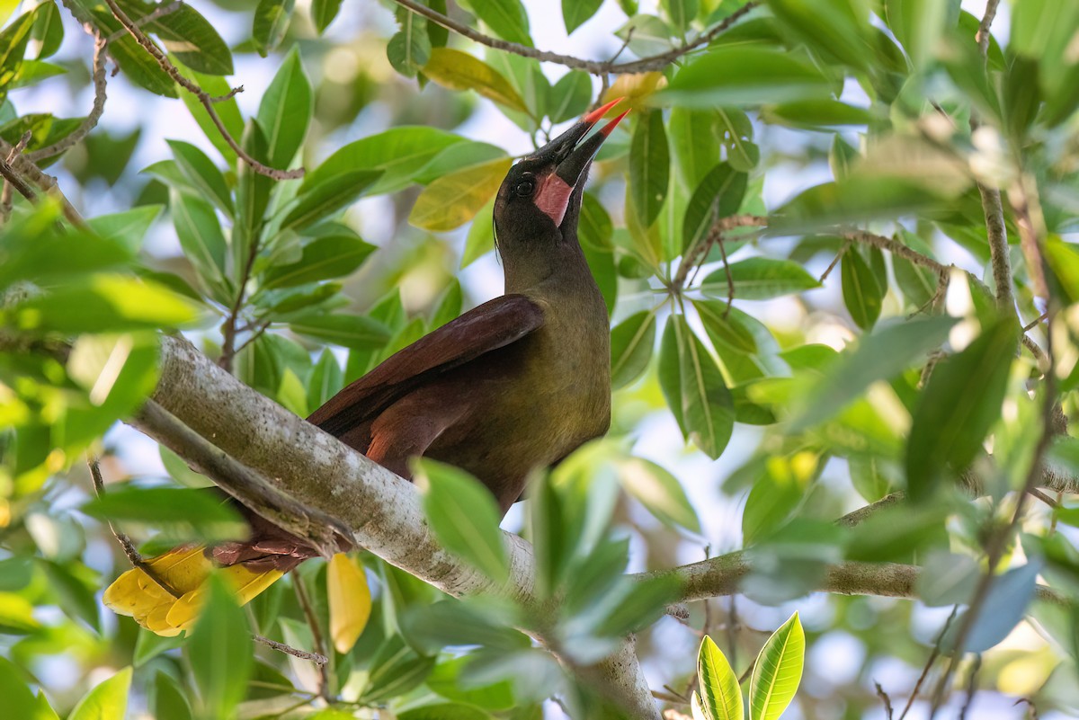 Olive Oropendola - ML622670077