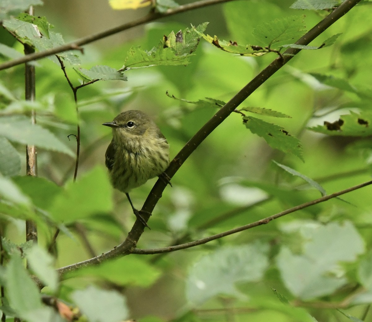 Cape May Warbler - ML622670079