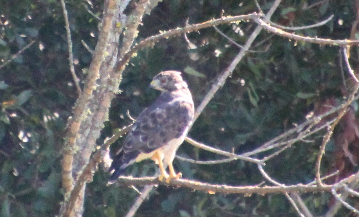 Broad-winged Hawk - ML622670145