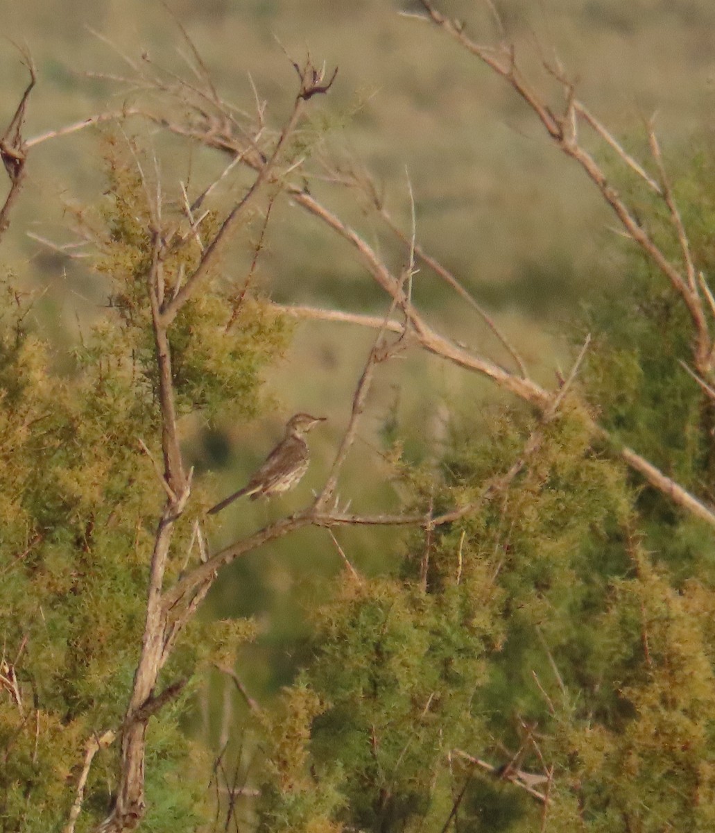 Sage Thrasher - ML622670147