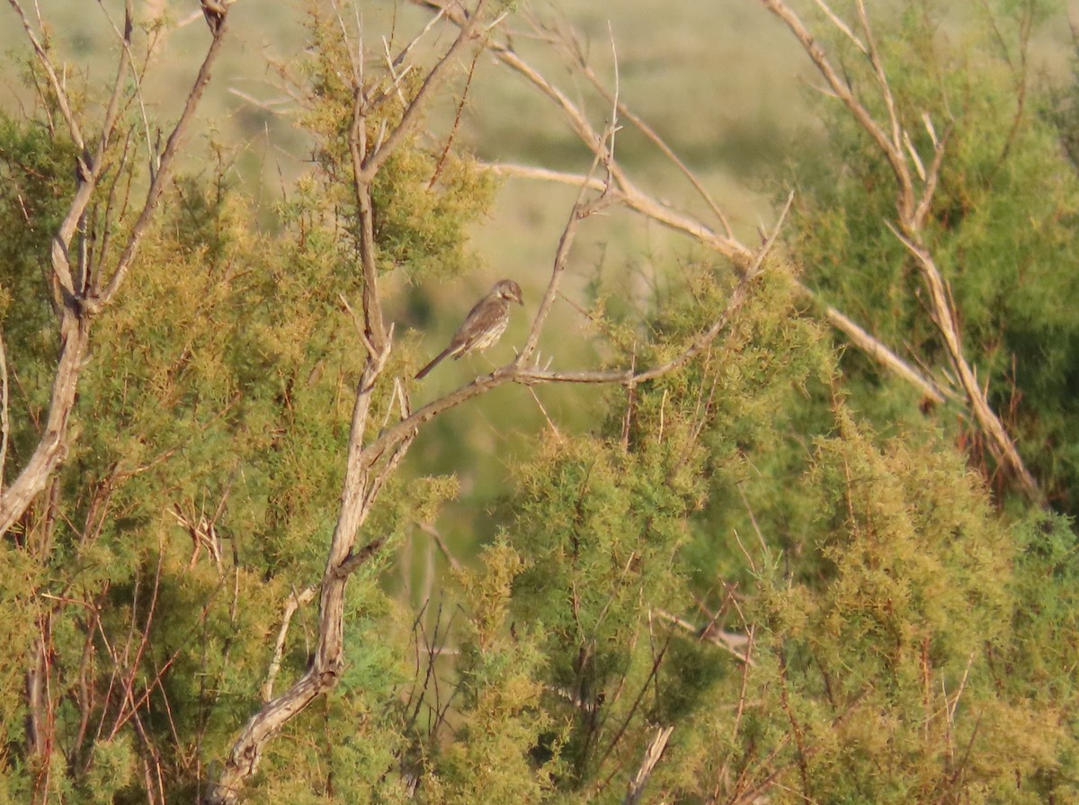 Sage Thrasher - ML622670148