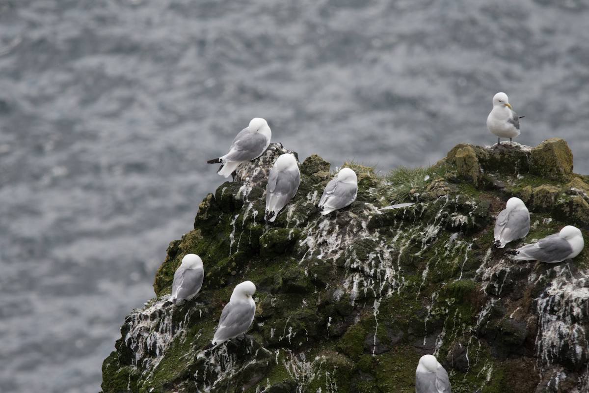 Black-legged Kittiwake - ML622670191