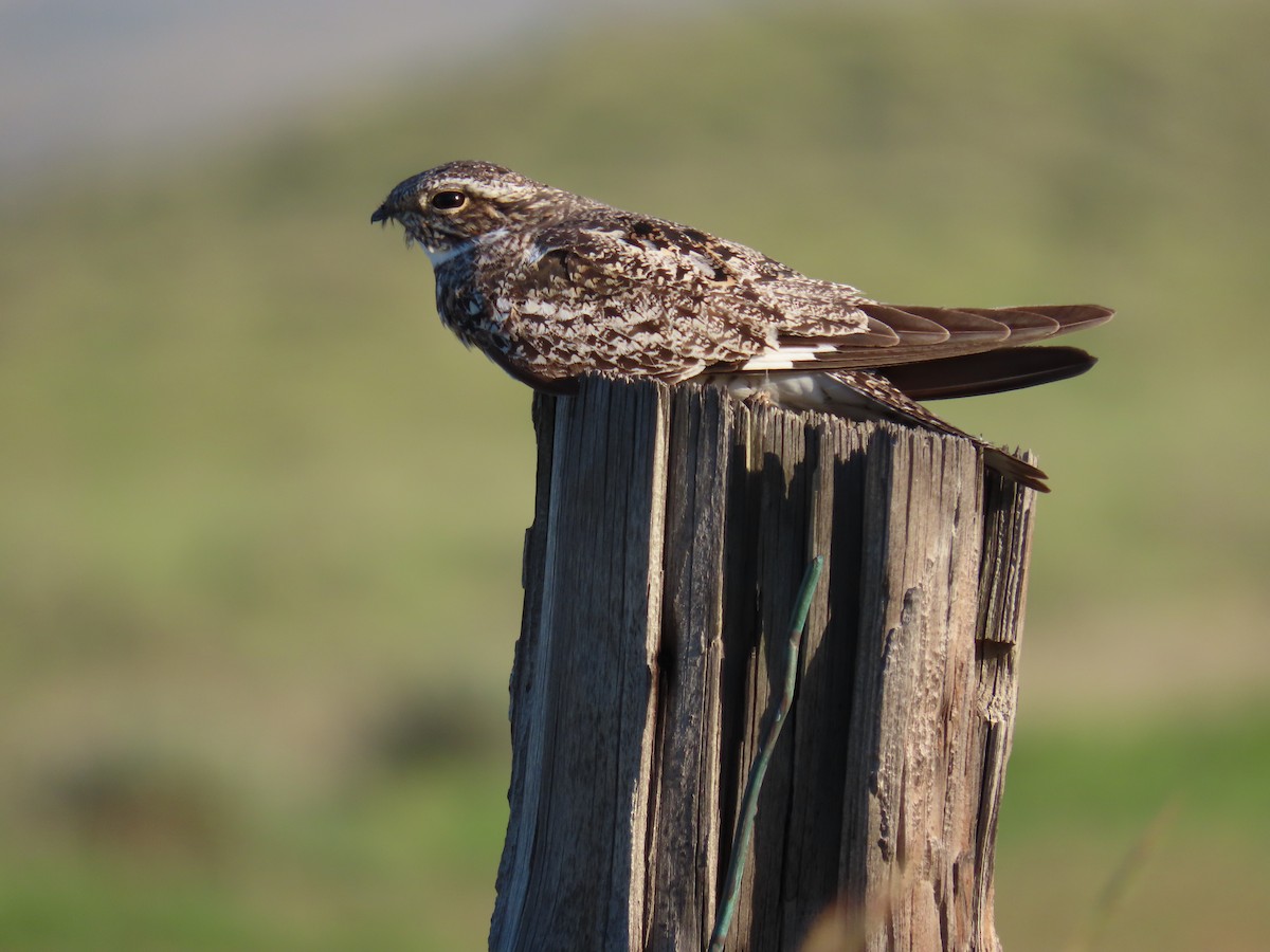 Common Nighthawk - ML622670209