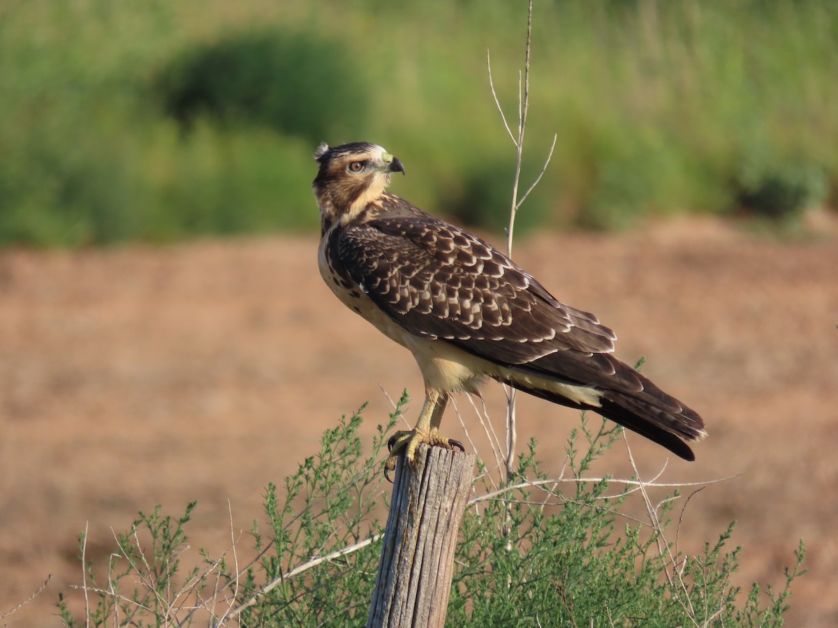 Swainson's Hawk - ML622670215