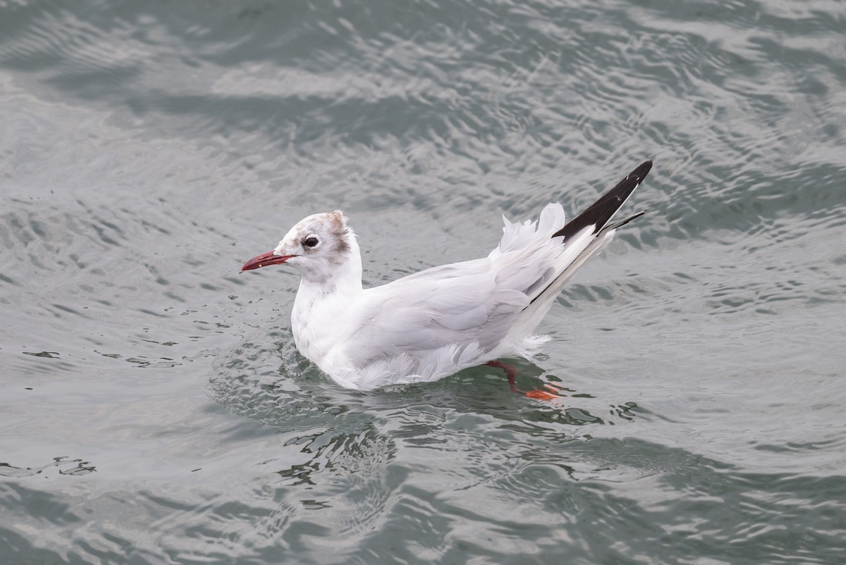 Black-headed Gull - Simon Boivin