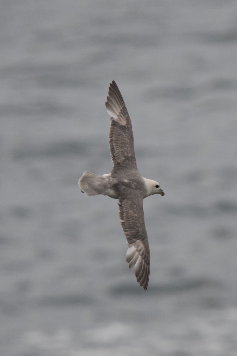 Northern Fulmar - ML622670249