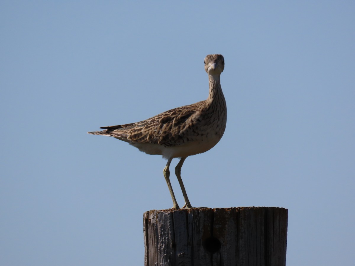 Upland Sandpiper - Jeff Calhoun