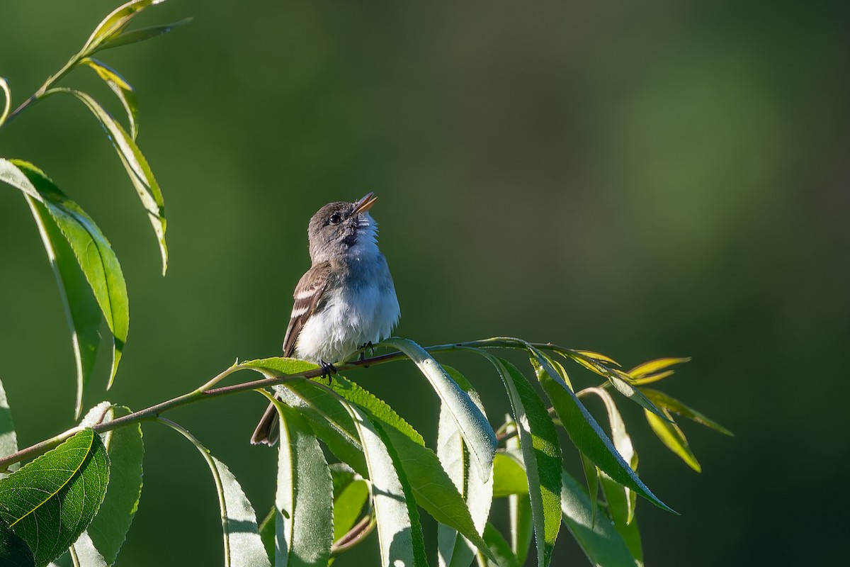 Willow Flycatcher - Adam Jackson