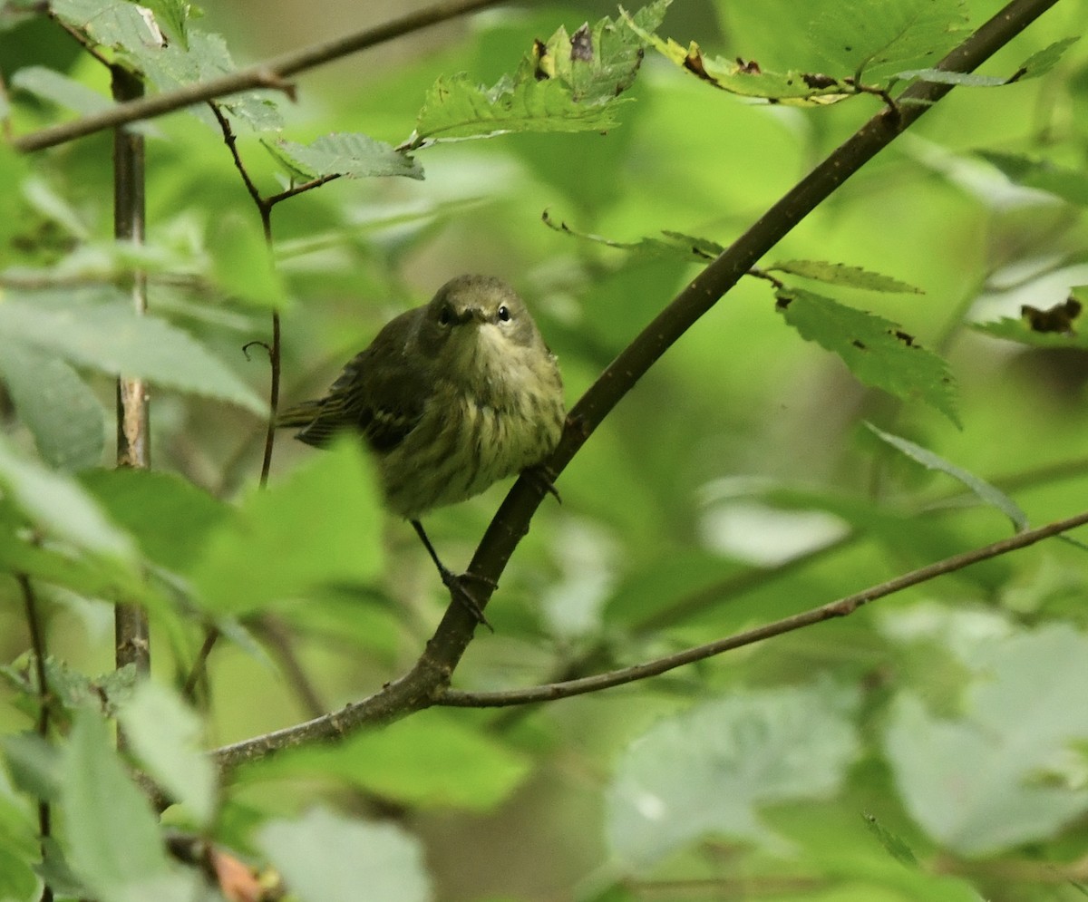 Cape May Warbler - ML622670346