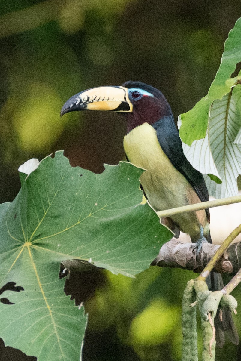 Lettered Aracari - ML622670358