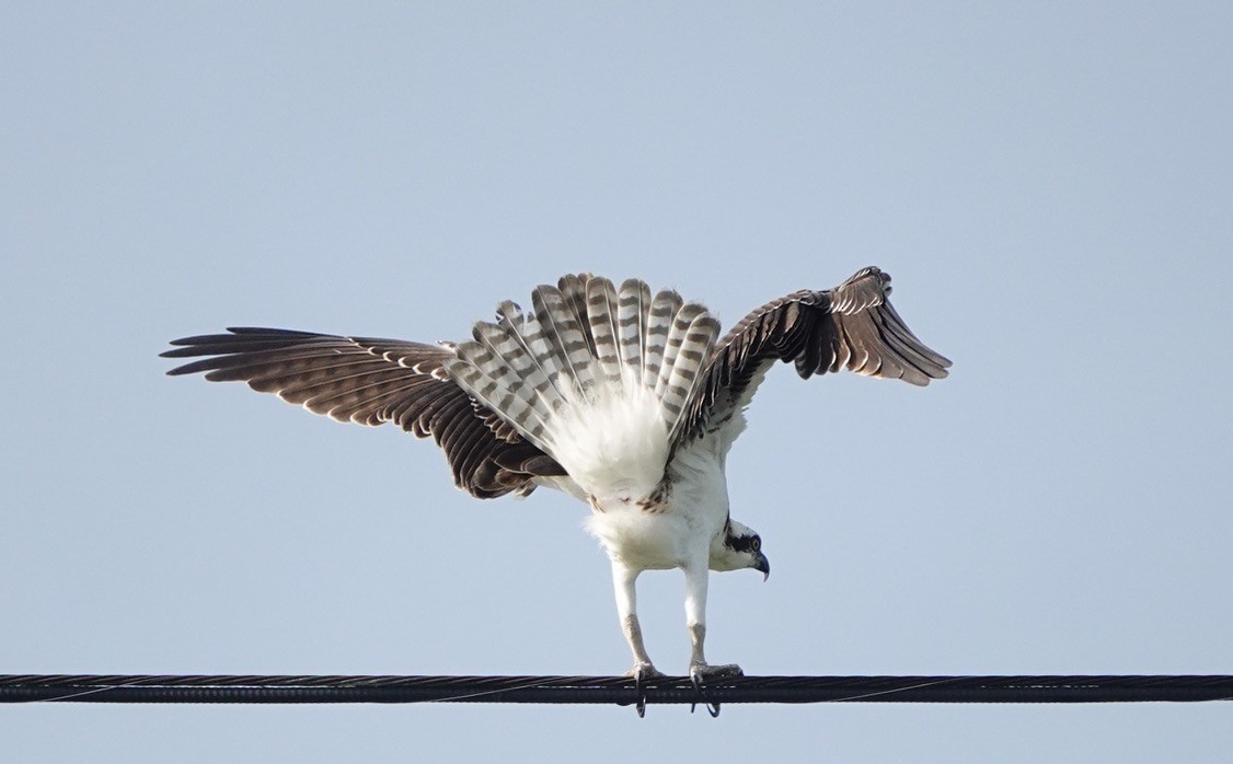 Osprey - Michael Plauché