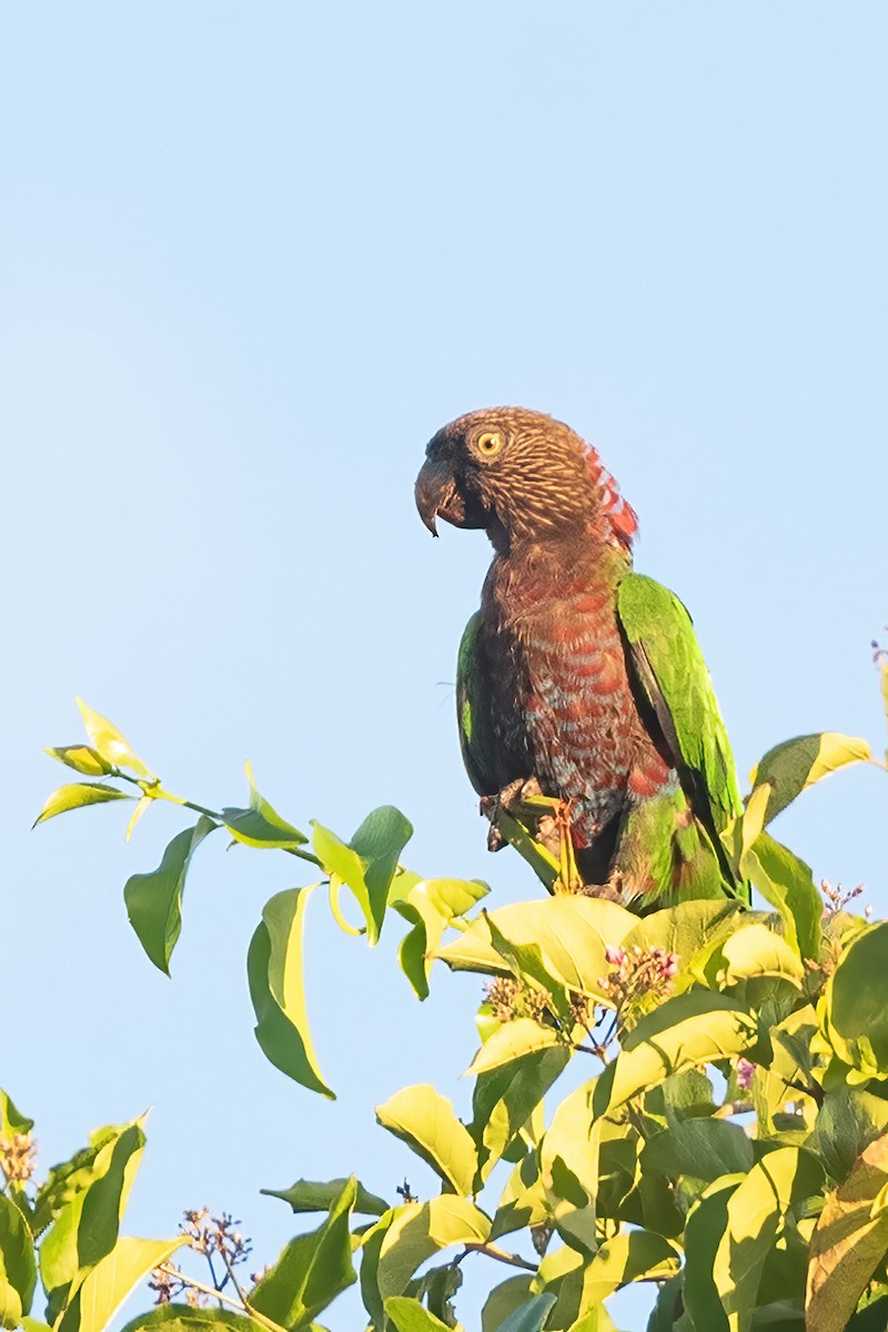 Red-fan Parrot - ML622670362