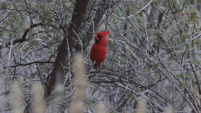 Cardenal Norteño - ML622670367