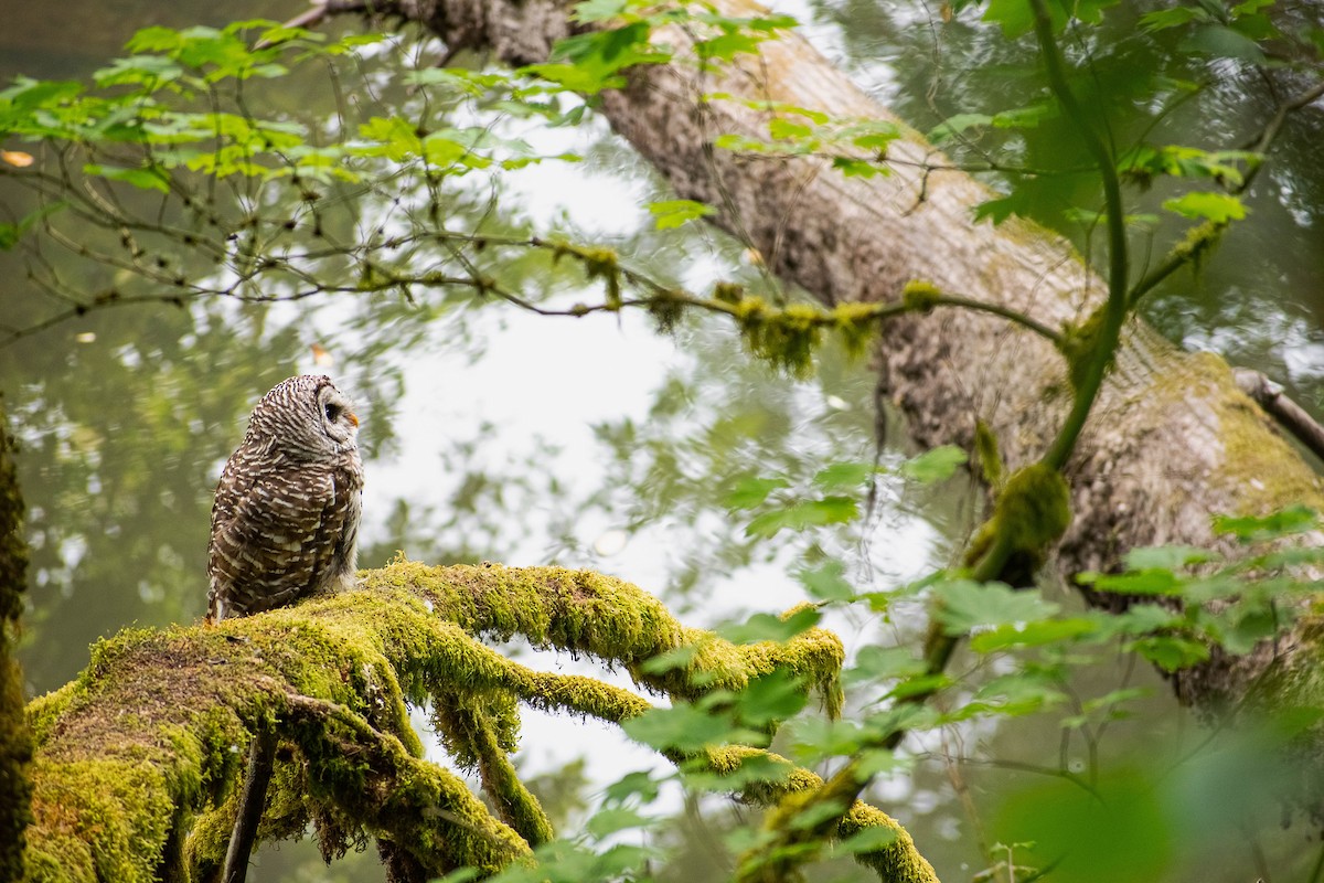 Barred Owl - ML622670381