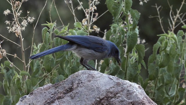 Mexican Jay (Arizona) - ML622670453