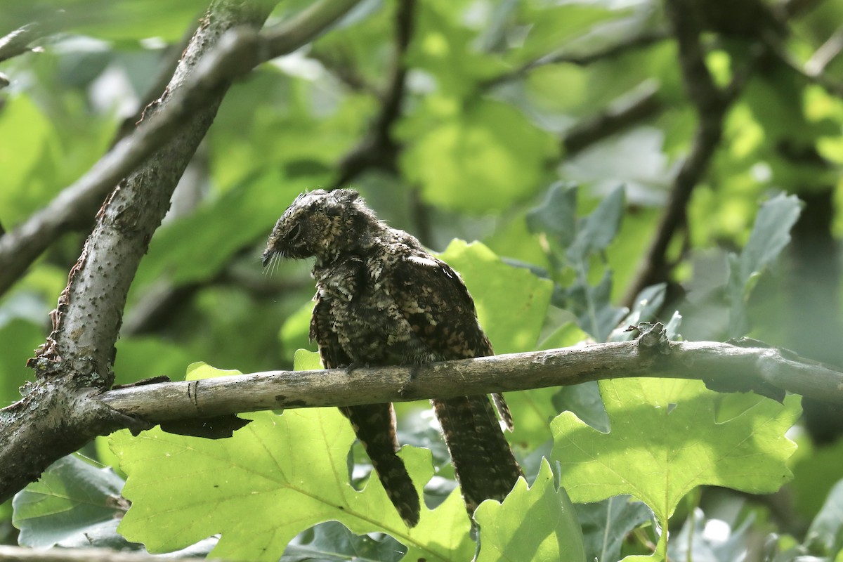 Eastern Whip-poor-will - ML622670467