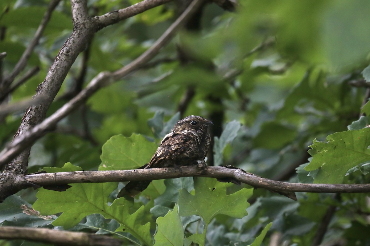 Eastern Whip-poor-will - ML622670469