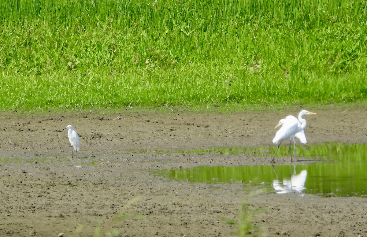 Snowy Egret - ML622670472