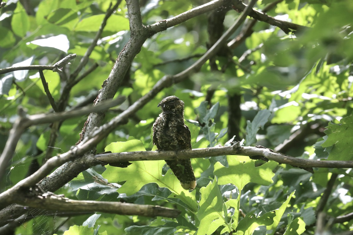 Eastern Whip-poor-will - ML622670481