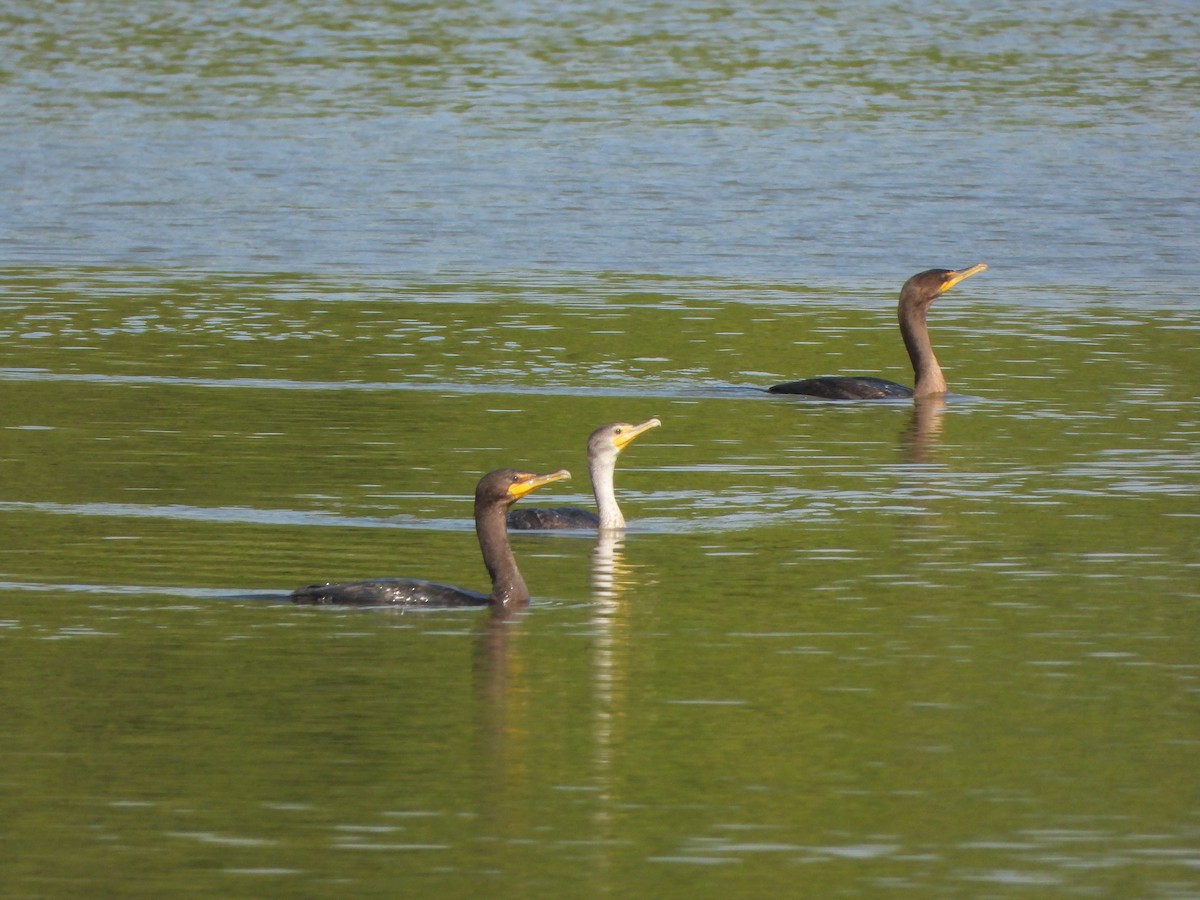 Double-crested Cormorant - ML622670487