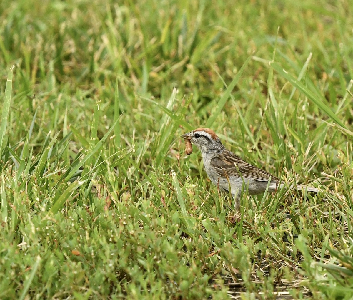 Chipping Sparrow - ML622670523