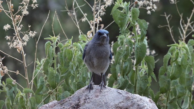 Mexican Jay (Arizona) - ML622670532