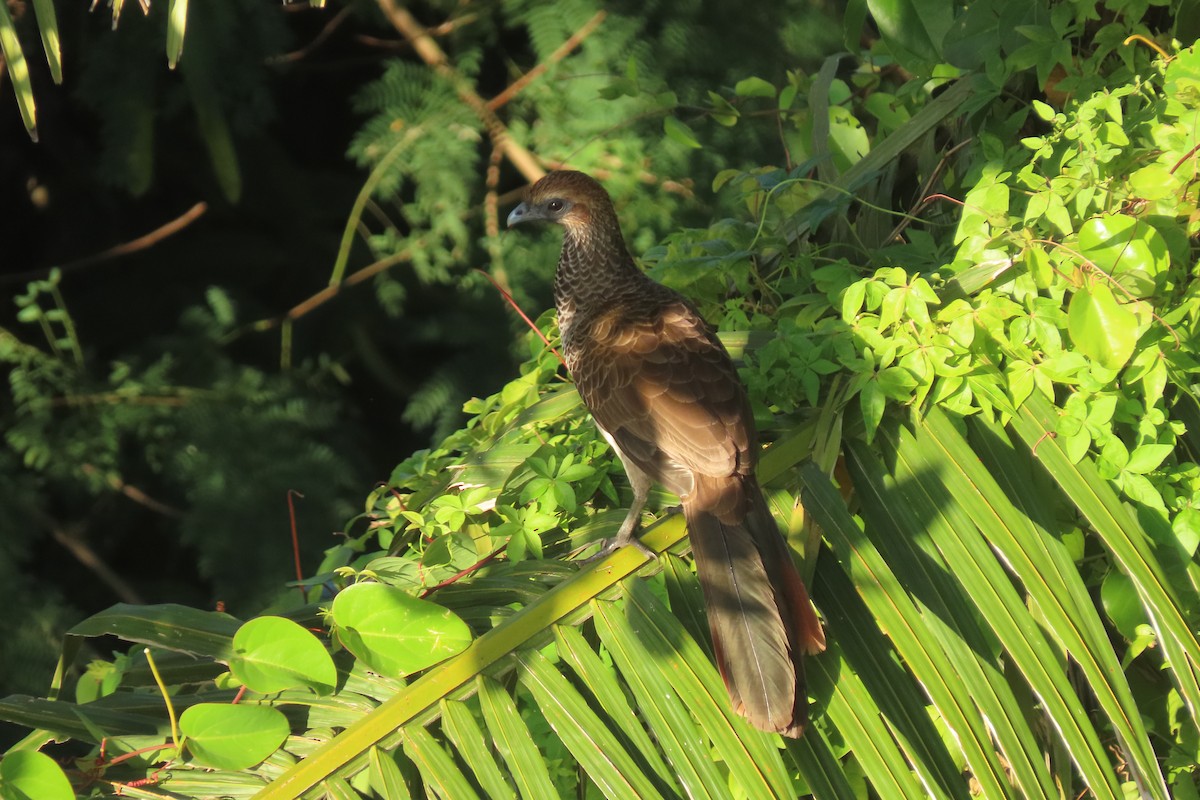 Chachalaca Oriental - ML622670535