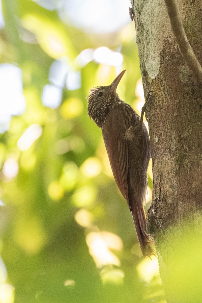 Striped Woodcreeper - ML622670540