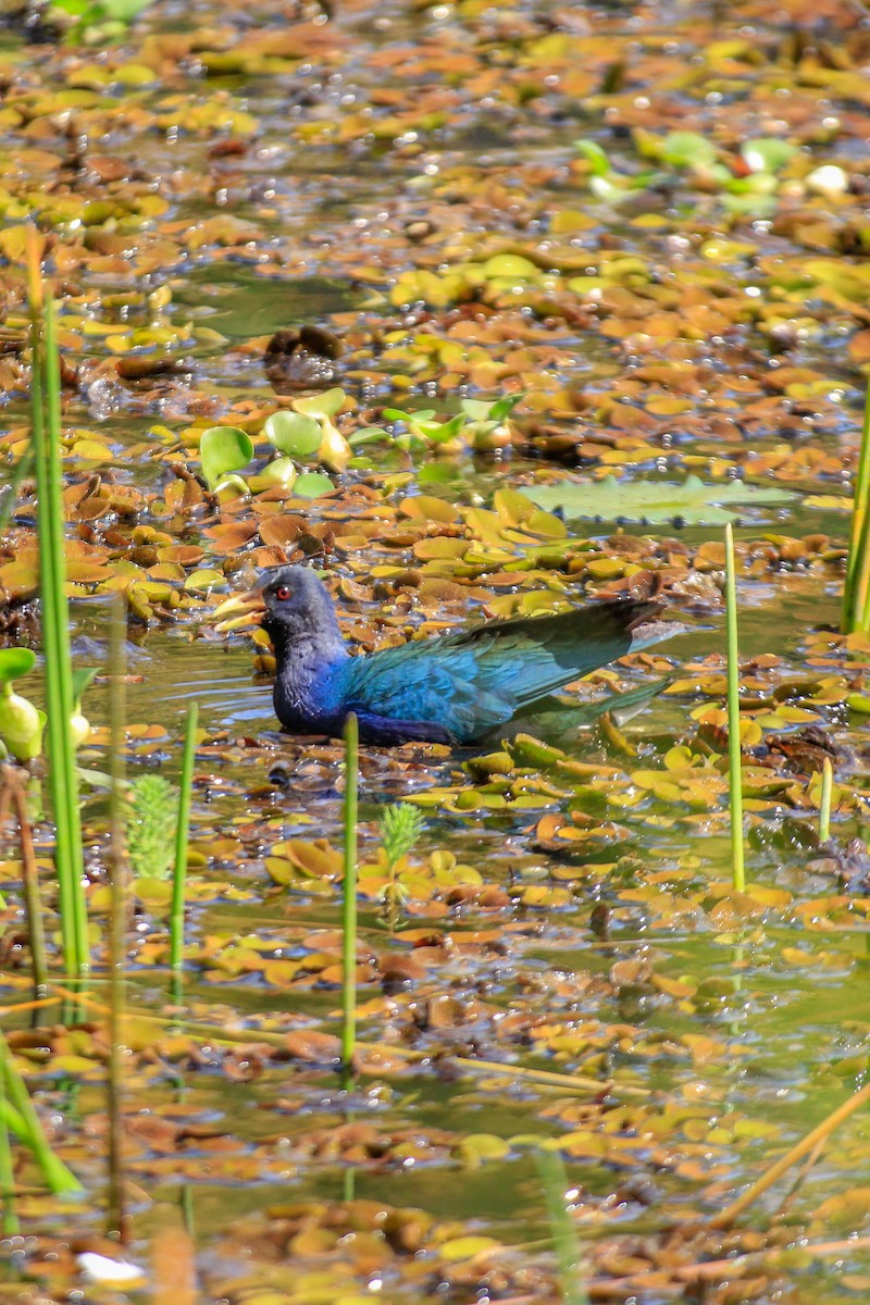 Purple Gallinule - ML622670568