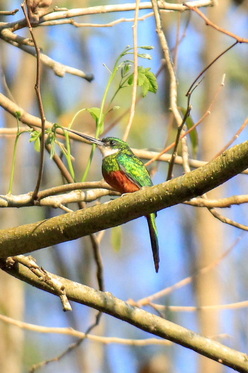 Jacamar à queue rousse - ML622670574