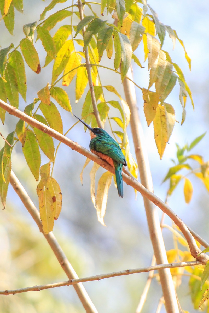 Jacamar à queue rousse - ML622670575