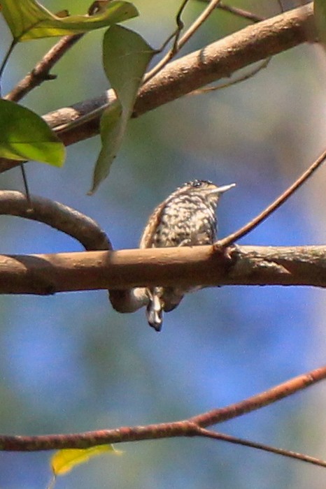 White-wedged Piculet - ML622670592