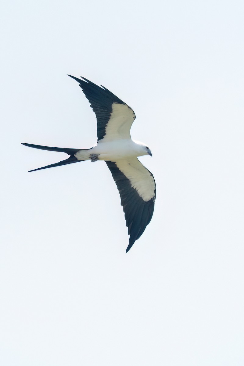 Swallow-tailed Kite - ML622670601