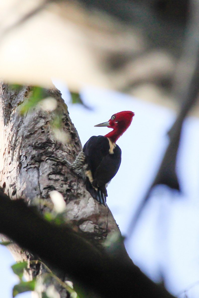 Robust Woodpecker - ML622670609