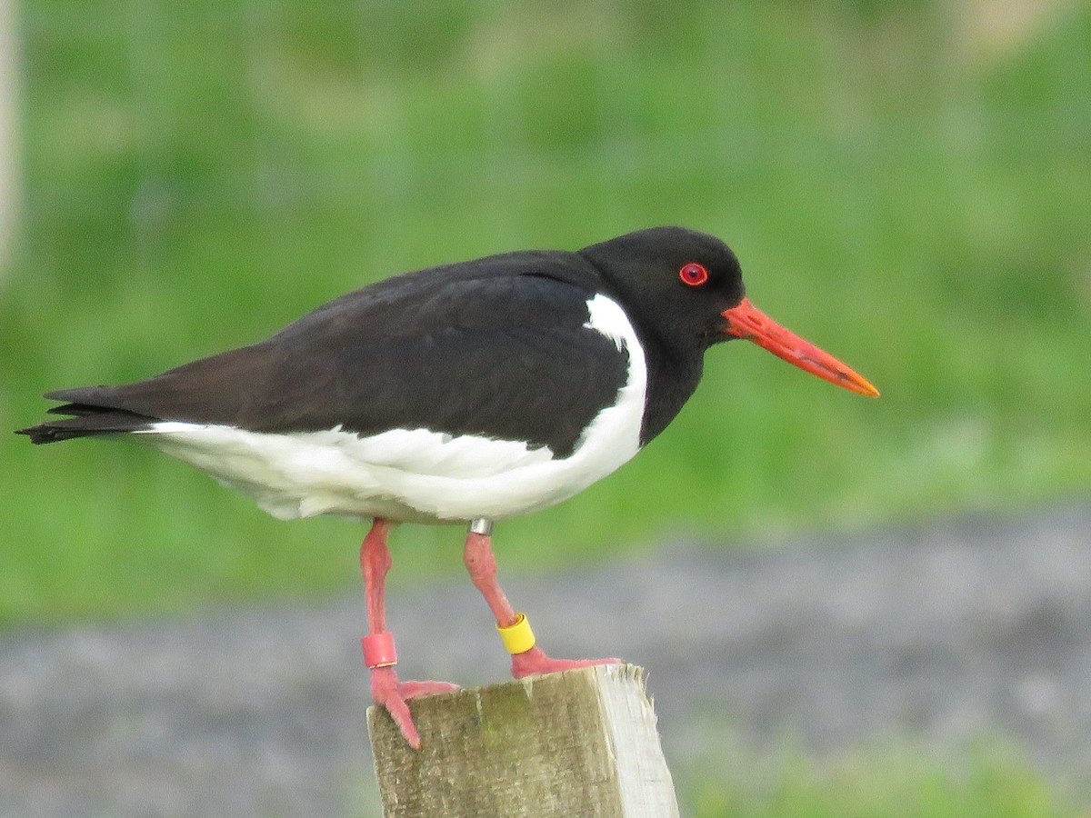 Eurasian Oystercatcher - Kai Frueh