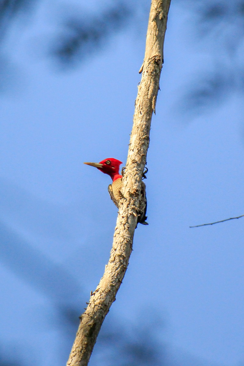 Robust Woodpecker - ML622670610