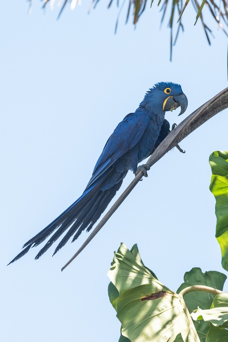 Hyacinth Macaw - ML622670612