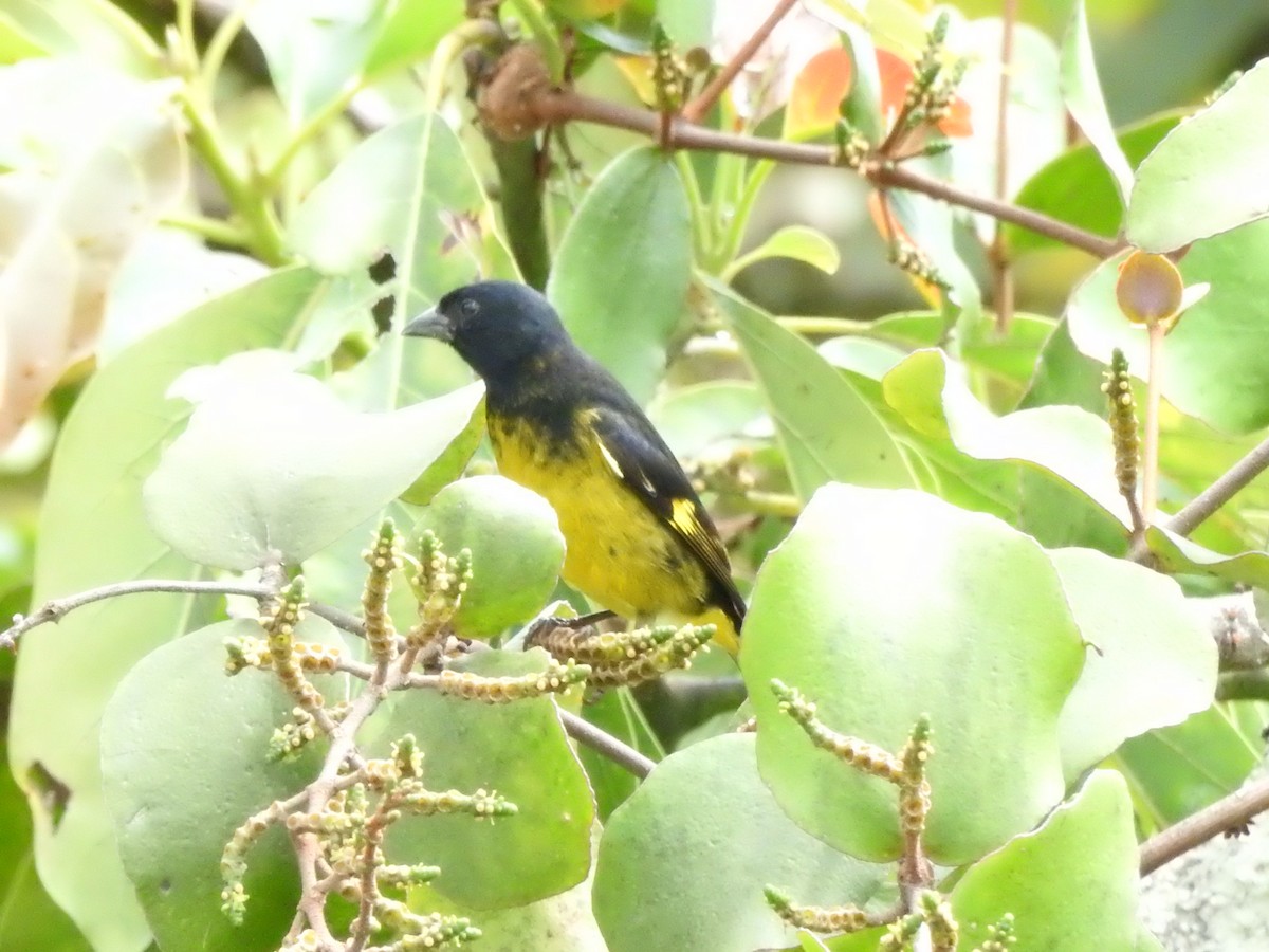 Yellow-bellied Siskin - ML622670613