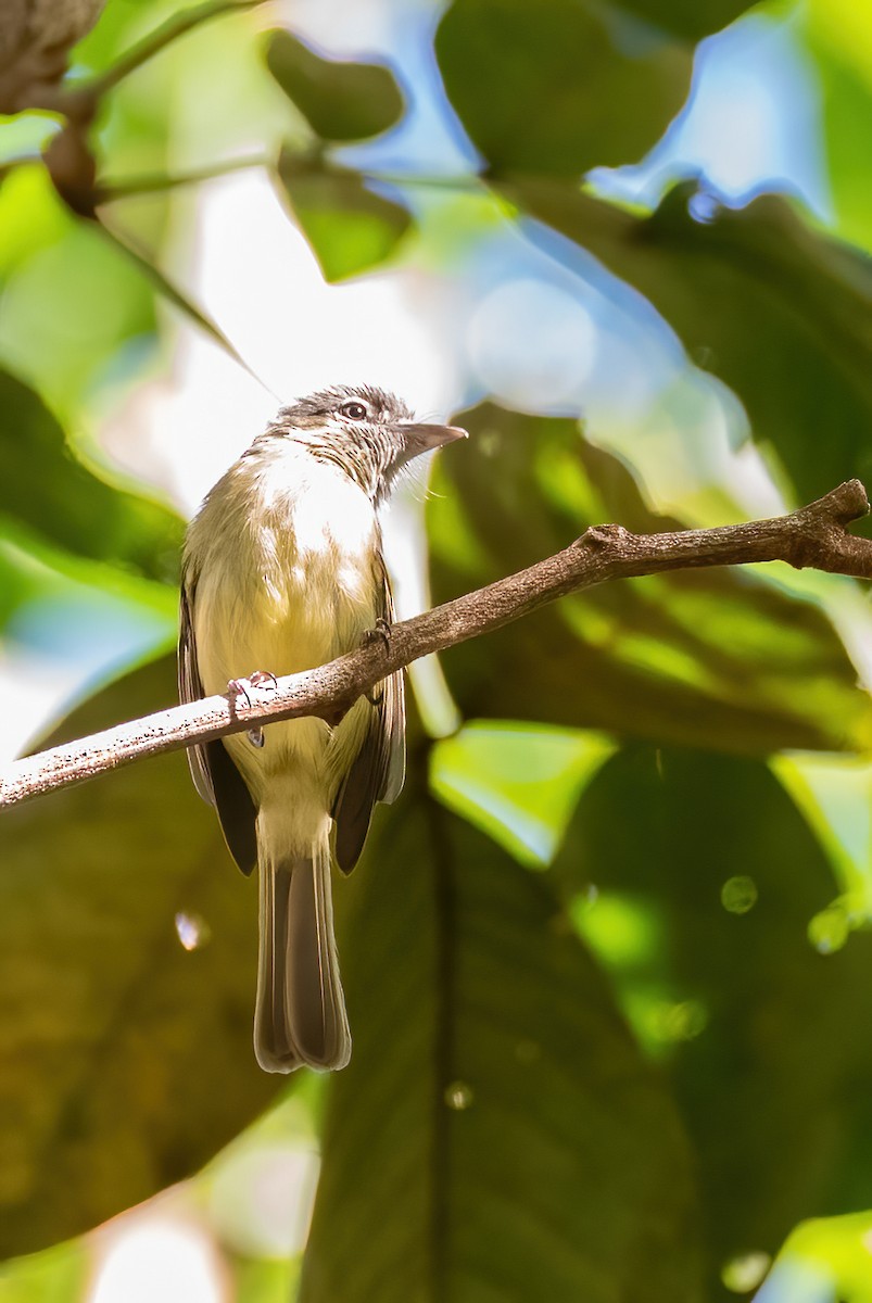 Yellow-margined Flatbill - ML622670649