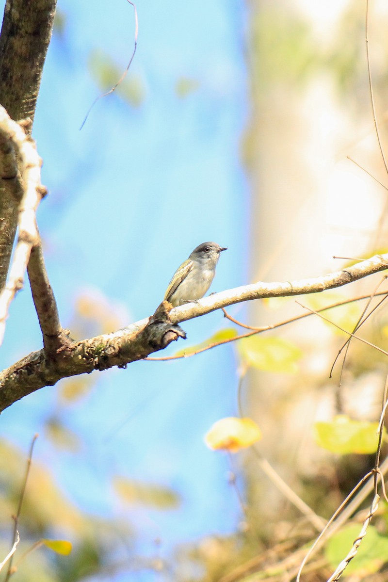 Gray-headed Elaenia - ML622670654