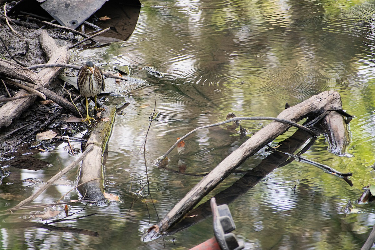 Green Heron - ML622670673