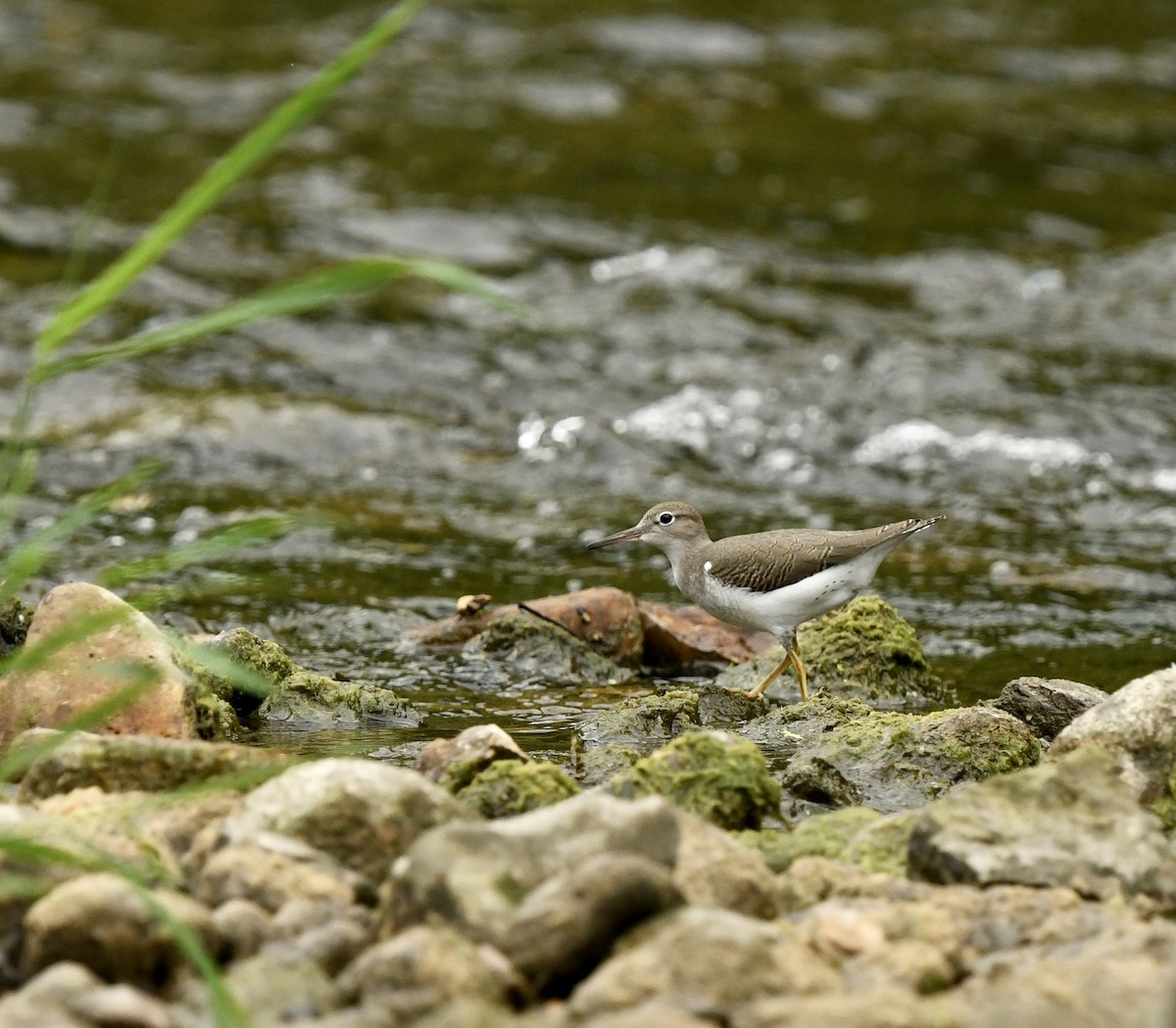 Spotted Sandpiper - ML622670681