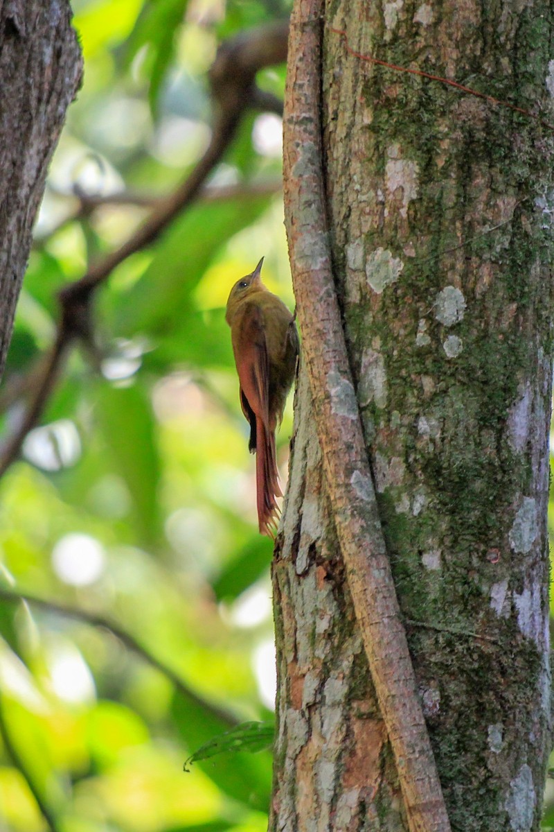 Olivaceous Woodcreeper - ML622670723