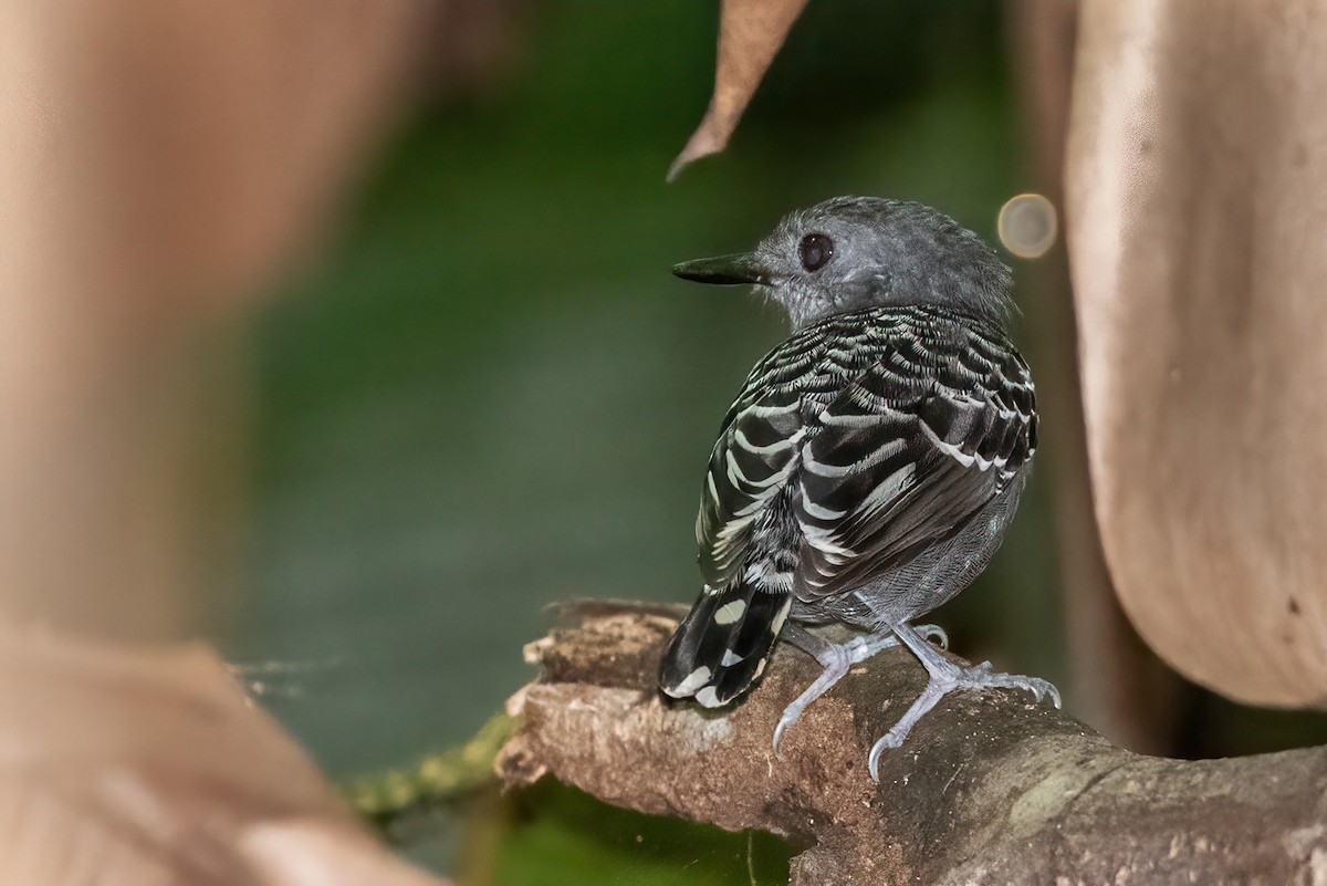 Xingu Scale-backed Antbird - ML622670733