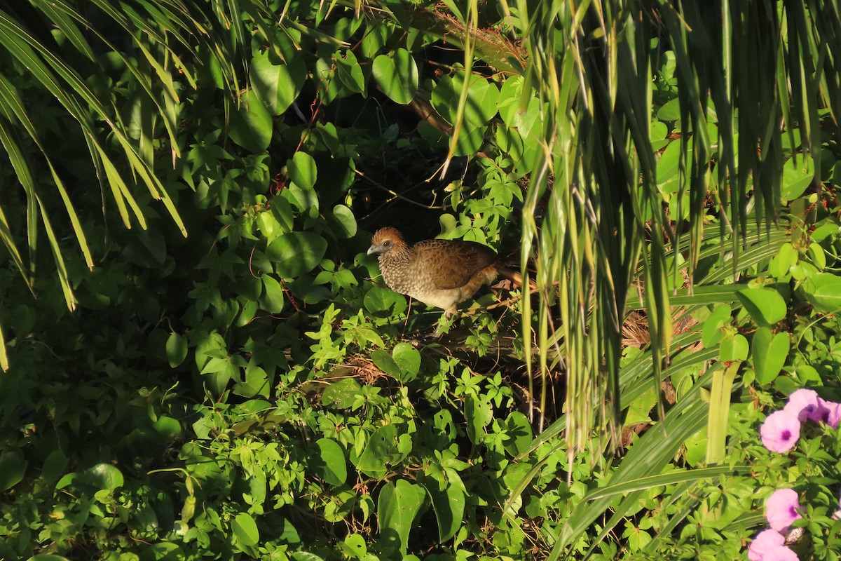 Chachalaca Oriental - ML622670759