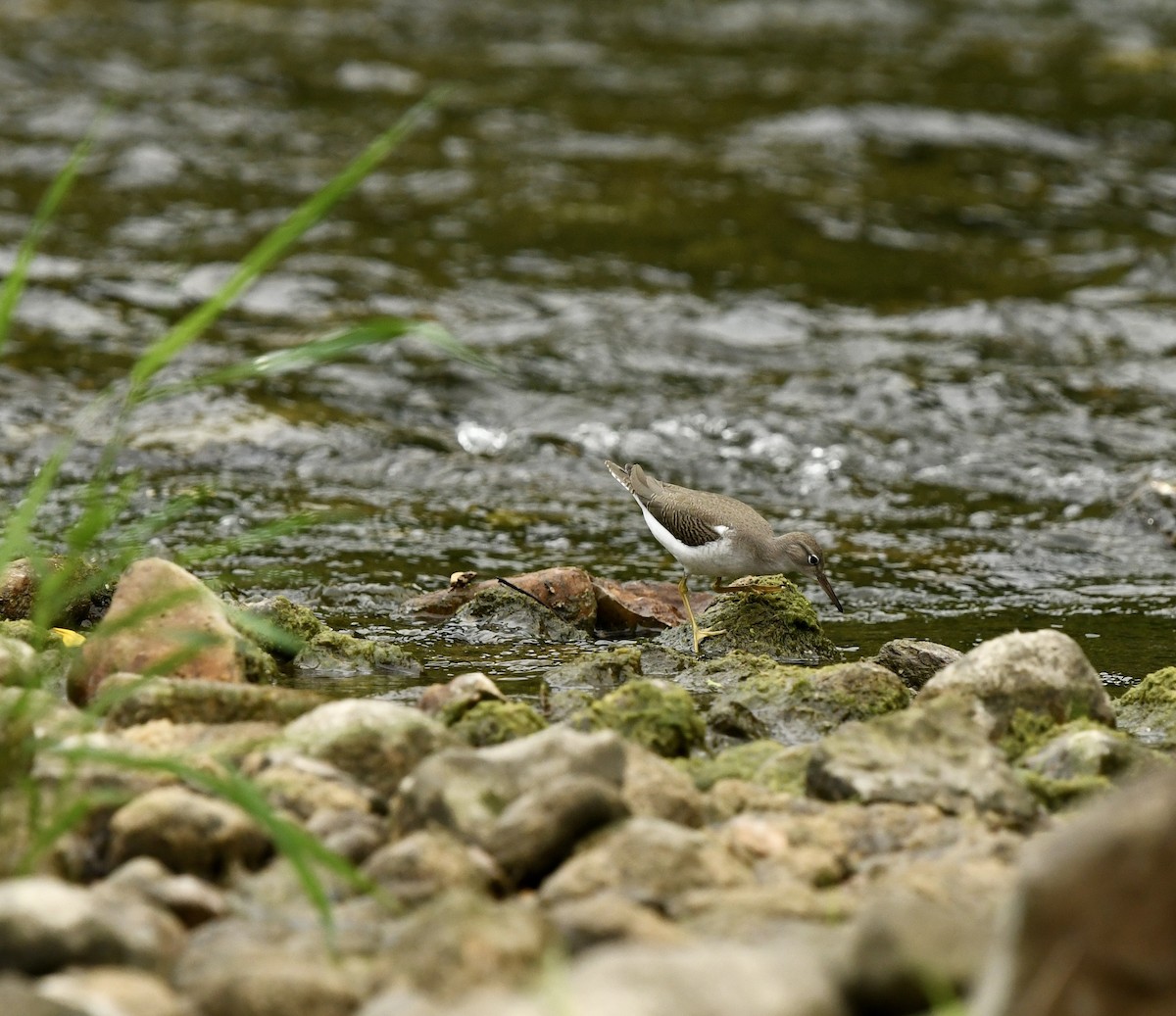 Spotted Sandpiper - ML622670789