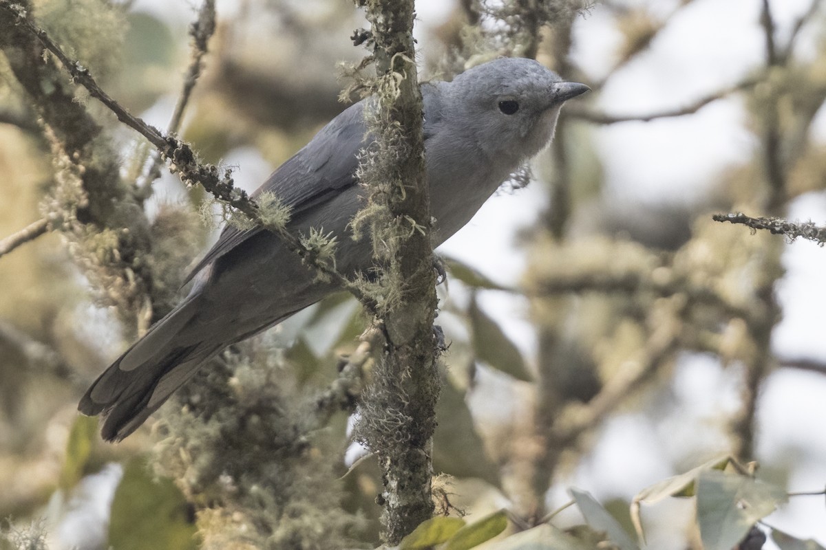 Gray Cuckooshrike - ML622670869