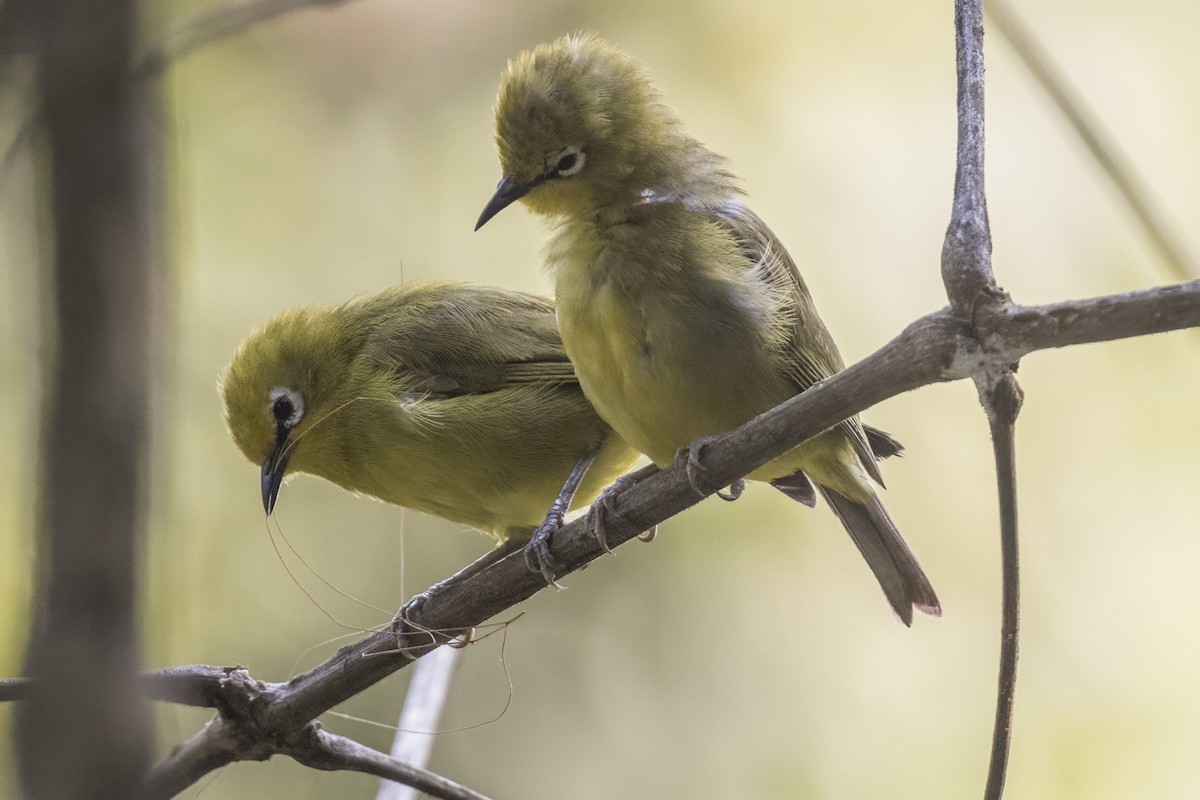 Northern Yellow White-eye - ML622670876