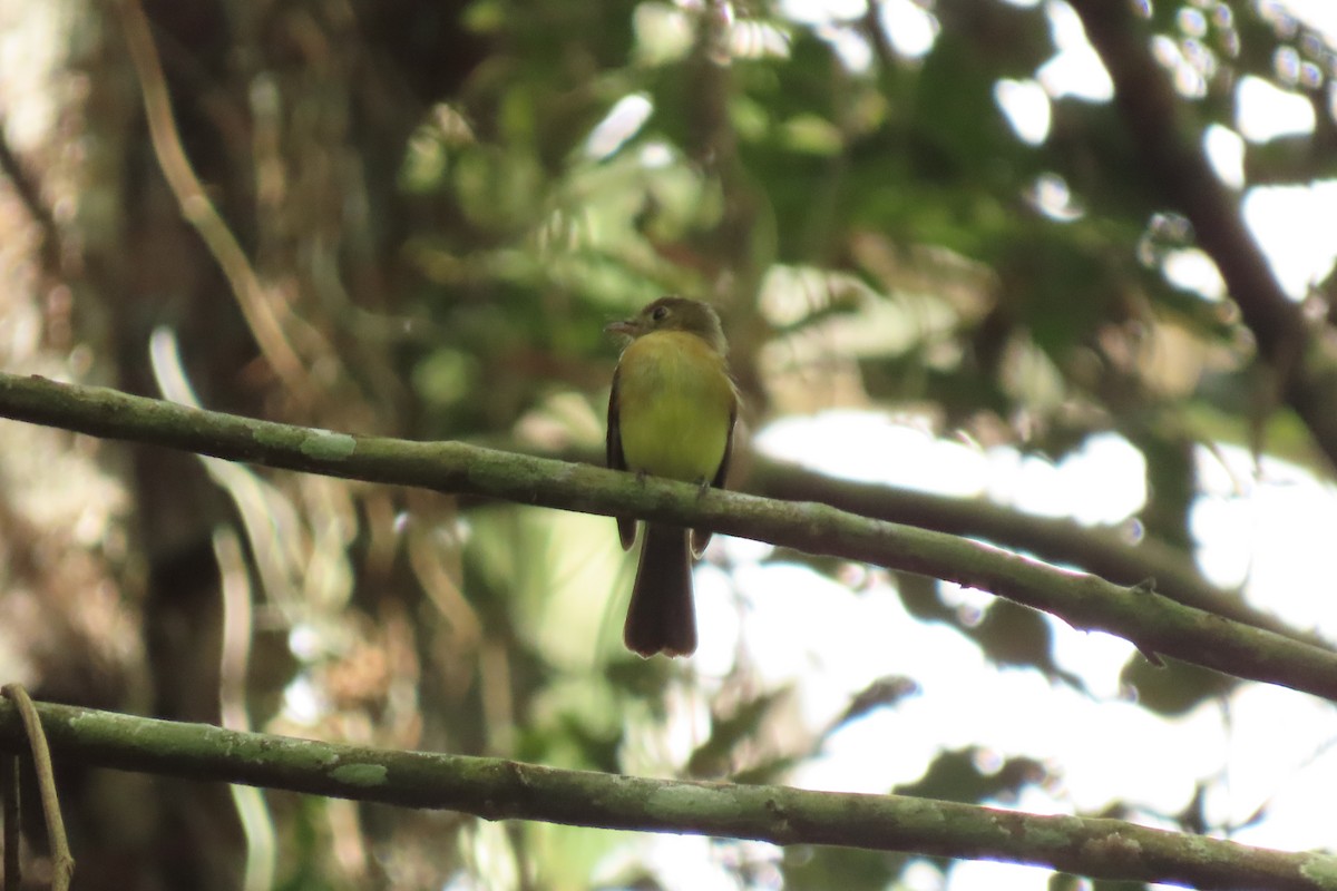 Whiskered Flycatcher - ML622670898